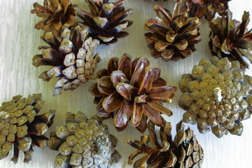 Pine cone