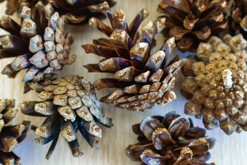 Pine cone