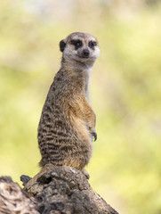 Meerkat