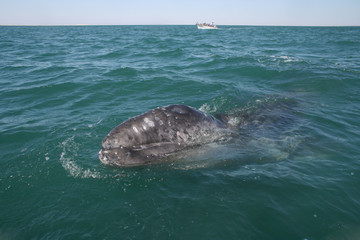 Naklejka premium Inquisitive baby whale approaching a small boat