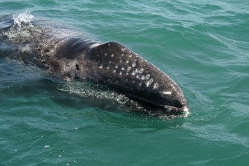 Naklejka premium Inquisitive baby whale approaching a small boat