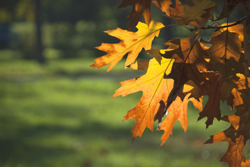 Colorful autumn leaves background