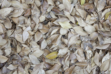 Tropical dry leaves backgrounds textures