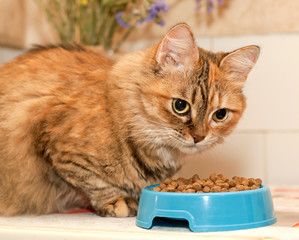 Red cat and bowl of dry food