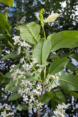 Obraz premium flowers of bird-cherry tree