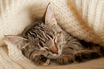 Tabby kitten sleep