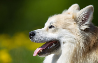 Icelandic Sheepdog outdoors in nature