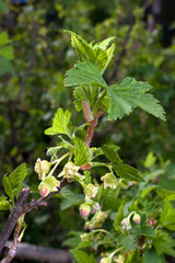 flowers of black currant, closeup