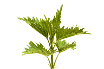 fresh nettle on a white background