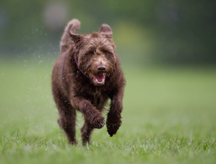 Fototapeta premium Brown dog on grass lawn