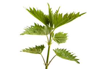 fresh stinging nettle on a white background