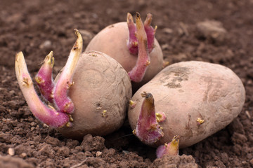 germinating potatoes on the ground
