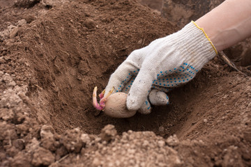 gloved hand planting potato tuber into the ground
