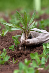 hand in gloves weeding in the vegetable garden