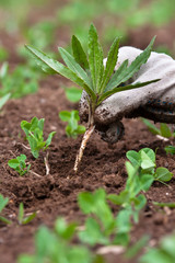 hand with weed in the garden