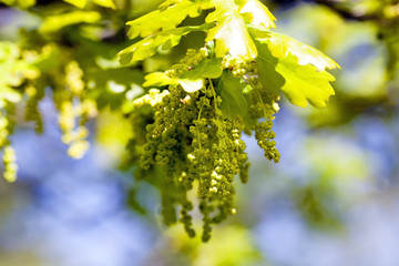 blooming oak . spring 