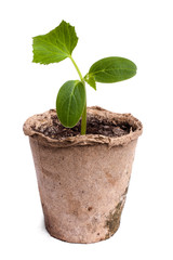 pumpkin seedling on white background
