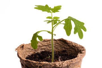 seedling of tomatoes on white