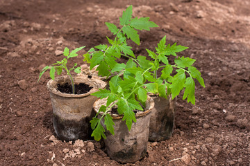 seedling of tomatoes in the garden