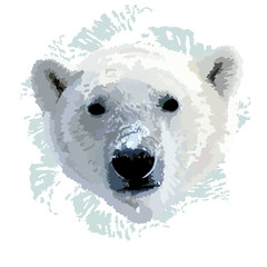 Obraz premium The head of a polar bear