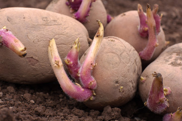 sprouted potatoes on the ground