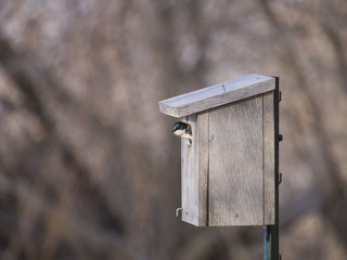 Swallow nesting