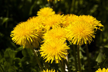  yellow dandelion flowers