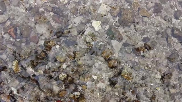 small rapid stream, with clear water and pebbles on the bottom