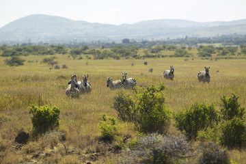 Zebra in Lewa Conservancy, Kenya, Africa