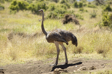 Male Ostrich approaching female for mating in Lewa Conservancy, Kenya, Africa