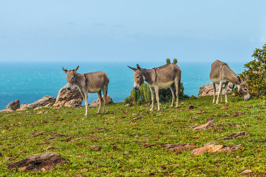 Donkeys in Jericoacoara, Brazil