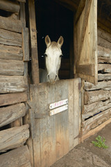 Horse in barn at Lewa Conservancy, Kenya, Africa