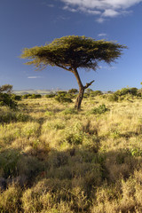 Mount Kenya and lone Acacia Tree at Lewa Conservancy, Kenya, Africa