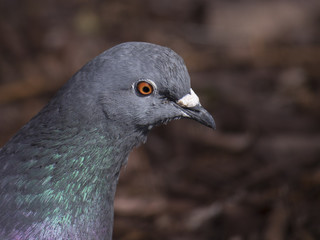 Pigeon