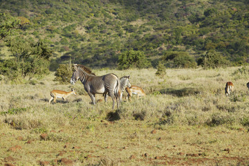 Endangered Grevy's Zebra and Impala in Lewa Conservancy, Kenya, Africa