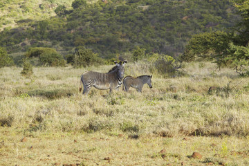 Fototapeta na wymiar Endangered Grevy's Zebra and Impala in Lewa Conservancy, Kenya, Africa