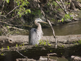 Great Blue Heron