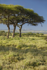 Mount Kenya and Acacia Trees at Lewa Conservancy, Kenya, Africa