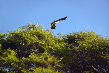 African Fish Eagle flying from tree at Lewa Conservancy, Kenya, Africa