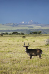 Fototapeta premium Waterbucks with antlers looking into camera with Mount Kenya in background, Lewa Conservancy, Kenya, Africa