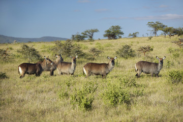 Naklejka na ściany i meble Group of waterbucks looking into camera with Mount Kenya in background, Lewa Conservancy, Kenya, Africa