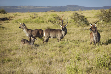 Group of waterbucks looking into camera with Mount Kenya in background, Lewa Conservancy, Kenya, Africa