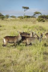 Naklejka na ściany i meble Group of waterbucks looking into camera, Lewa Conservancy, Kenya, Africa
