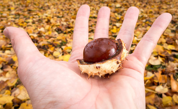 Chestnut in hand