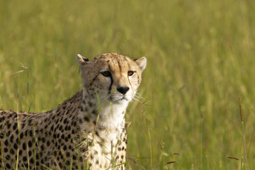 Cheetah stalking through high grasslands of Masai Mara near Little Governor's camp in Kenya, Africa