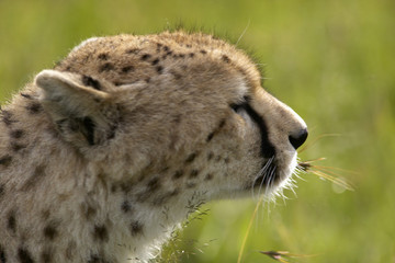 Cheetah close-up looking through grasslands of Masai Mara near Little Governor's camp in Kenya, Africa