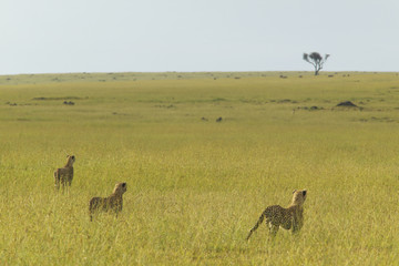 Naklejka na ściany i meble Three Cheetahs stalking through high grasslands of Masai Mara near Little Governor's camp in Kenya, Africa