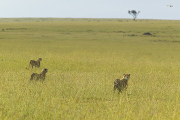 Three Cheetahs stalking through high grasslands of Masai Mara near Little Governor's camp in Kenya, Africa