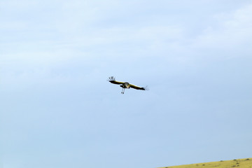 Crowned crane flying at Masai Mara near Little Governor's camp in Kenya, Africa