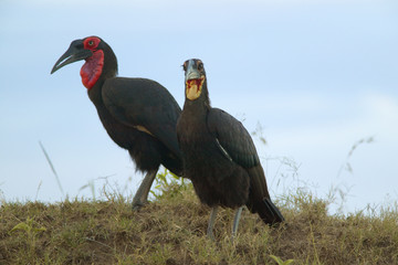 Ground Horn Bill birds with red neck in Masai Mara near Little Governor's camp in Kenya, Africa